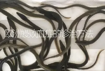 欧洲鳗败血症的诊治方法