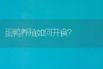 蛋鸭养殖如何开食?