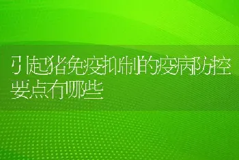 引起猪免疫抑制的疫病防控要点有哪些