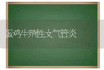 蛋鸡生殖性支气管炎