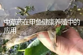 中草药在甲鱼健康养殖中的应用