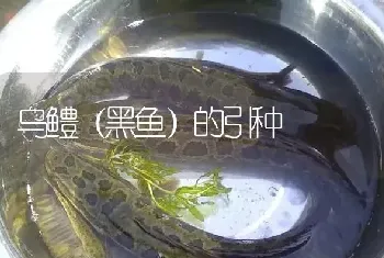 乌鳢(黑鱼)的引种