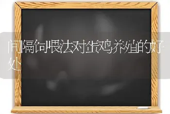 间隔饲喂法对蛋鸡养殖的好处