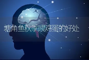 塘角鱼秋季喂鸡蛋的好处