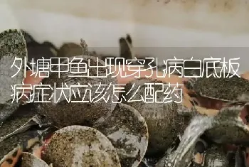 外塘甲鱼出现穿孔病白底板病症状应该怎么配药