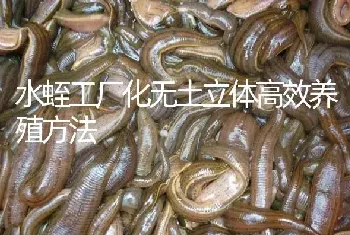 水蛭工厂化无土立体高效养殖方法