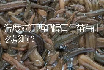 温度对江西蚂蝗青年苗有什么影响?