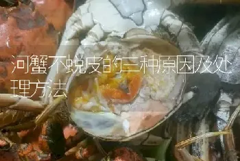 河蟹不蜕皮的三种原因及处理方法