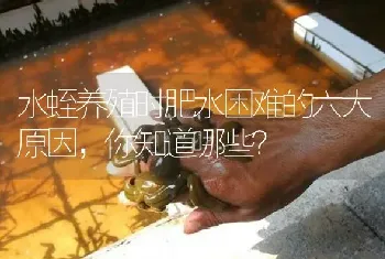 水蛭养殖时肥水困难的六大原因,你知道哪些?