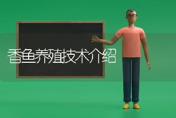 香鱼养殖技术介绍