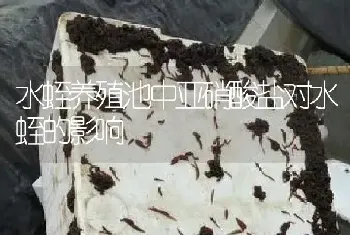 水蛭养殖池中亚硝酸盐对水蛭的影响