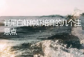 脊尾白虾种虾培育的几个注意点