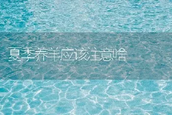 夏季养羊应该注意啥