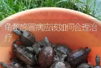 龟鳖感冒病应该如何合理治疗