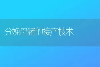 分娩母猪的接产技术