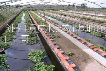 创业于重庆水蛭养殖基地的IT哥