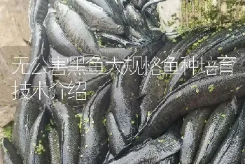 无公害黑鱼大规格鱼种培育技术介绍