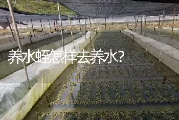 养水蛭怎样去养水?