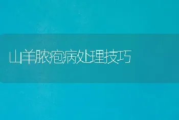 山羊脓疱病处理技巧