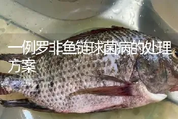 一例罗非鱼链球菌病的处理方案