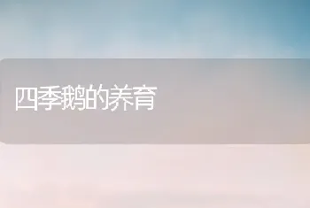 四季鹅的养育