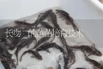 长吻鮠的鱼苗培育技术