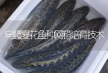 乌鳢夏花鱼种网箱培育技术