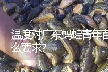 温度对广东蚂蝗青年苗有什么要求?