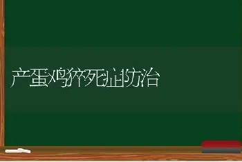 产蛋鸡猝死症防治