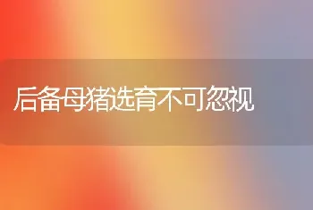 后备母猪选育不可忽视