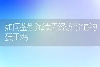 如何鉴别淘汰无经济价值的蛋用鸡