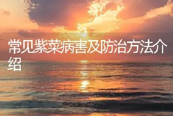 常见紫菜病害及防治方法介绍