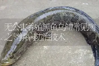 无公害养殖黑鱼乌鳢常见病之竖鳞病防治技术