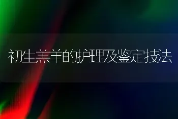 初生羔羊的护理及鉴定技法