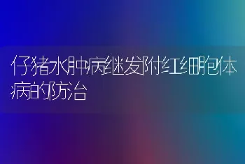 仔猪水肿病继发附红细胞体病的防治