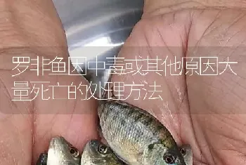 罗非鱼因中毒或其他原因大量死亡的处理方法