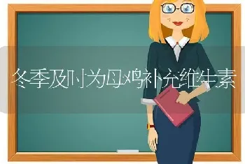 冬季及时为母鸡补充维生素