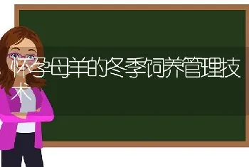 怀孕母羊的冬季饲养管理技术