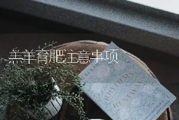 羔羊育肥注意事项