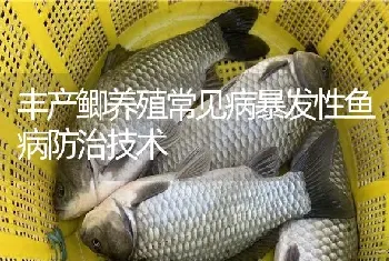 丰产鲫养殖常见病暴发性鱼病防治技术