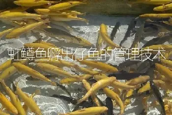 虹鳟鱼孵出仔鱼的管理技术