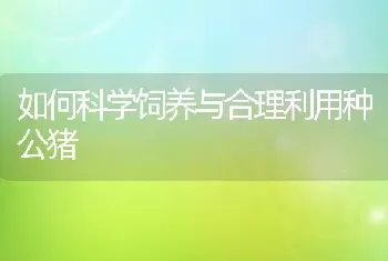 如何科学饲养与合理利用种公猪