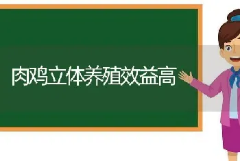 肉鸡立体养殖效益高