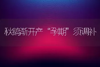 秋鹅渐开产“孕期”须调补