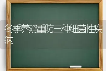 冬季养鸡重防三种细菌性疾病