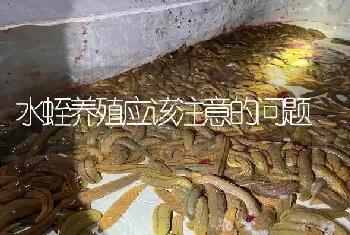 水蛭养殖应该注意的问题