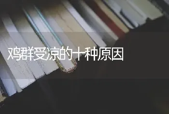 鸡群受凉的十种原因