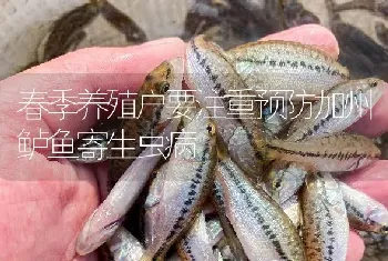 春季养殖户要注重预防加州鲈鱼寄生虫病