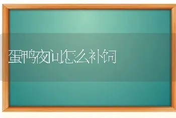 蛋鸭夜间怎么补饲