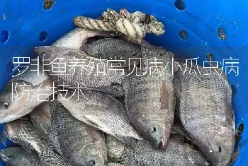 罗非鱼养殖常见病小瓜虫病防治技术